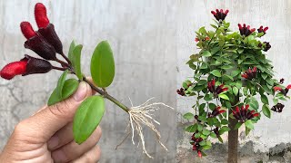 How to propagate Aeschynanthus lobbiana quickly by flower cuttings [upl. by Hsenid]