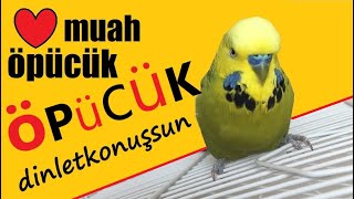 Muah Öpücük Öpücük Islık sesi  Konuşan Muhabbet Kuşu Fıstık dinlet konuşsun [upl. by Dnama]