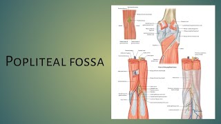 Popliteal fossa boundaries contents clinicalimportance [upl. by Drofyar]