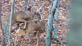 Archery Season Extra Footage 2013  More [upl. by Geraldina]