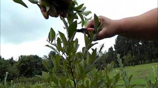 2014 Rooting Blueberry Cuttings [upl. by Nylauqcaj]