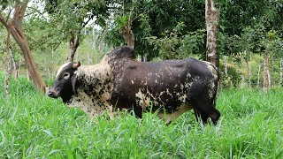 Este es el mejor pasto para sembrar en tu finca [upl. by Eggett]