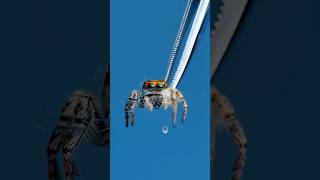 Jumping Spider vs Goliath Spider [upl. by Telford]