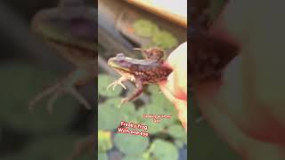 Freaky one eyed frog alien frogs deformity viralvideo [upl. by Hardin]