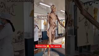 Largest anatomy lab 😯anatomy mbbs neet2024 motivation shortvideo trendingshorts shorts [upl. by Nraa976]