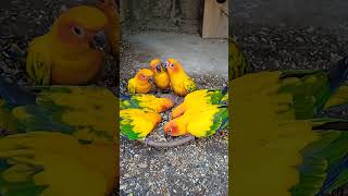 Sun conure good parrot birdsshortsviralvideo [upl. by Einnol]