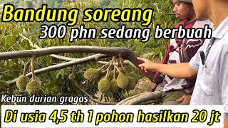 SUKSES BERKEBUN DURIAN DI BANDUNG SOREANG 300 POHON BERBUNGA SEMUA [upl. by Eissoj850]