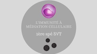 Limmunité à médiation cellulaire  1ère spé SVT [upl. by Nylloc211]