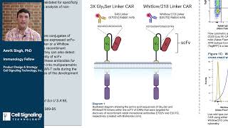 Generation and Validation of AntiLinker Monoclonal Antibodies for Detection of scFvbased CARs [upl. by Alleda]