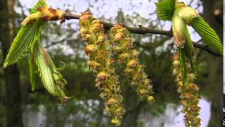 Hornbeam  Carpinus betulus [upl. by Aroda]