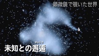 未知との邂逅：培養土の飼育環境に湧いた微生物たち 【淡水の原生生物】【顕微鏡】 [upl. by Yoj]