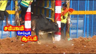 சம்பவம் செய்யும் தரமான காளைகள் Mangalapuram jallikattu best video [upl. by Ahseyt]