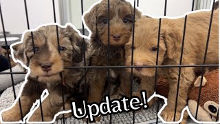 Petite Aussie Australian Labradoodle Puppies are 5 12 Weeks Old  MayaXHank [upl. by Urias]