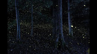 Photuris  Synchronous Fireflies of Congaree National Park [upl. by Airemat]