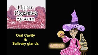 Upper Digestive System Oral Cavity and Salivary Glands [upl. by Strep276]