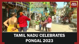 Pongal 2023 Festival Celebration Tamil Nadu Government Declares Holidays In Schools [upl. by Gratiana]