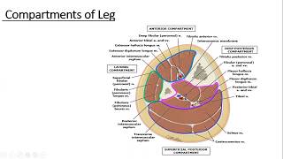 Gross anatomy Lower Limb Anterior compartment of leg [upl. by Brunella168]