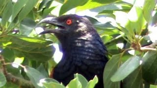 Greater Coucal Calls [upl. by Ayahsal]