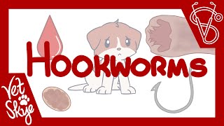 Hookworms of Dogs and Cats  causes transmission pathophysiology diagnosis treatment [upl. by Asiled421]