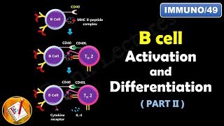 B cell Activation and Differentiation  PART 2  T Dependent Activation FLImmuno49 [upl. by Joon]