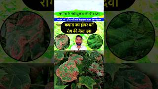 कपास का पत्ती झुलसा की बेस्ट दवा  Kapas ki kheti  Kapas ki dawai  Leafhopper control  shorts [upl. by Erb]