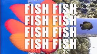 What A Catchy Song This Is  Fishfishfishfishfishfish  Listen with your Toddlers [upl. by Herman]