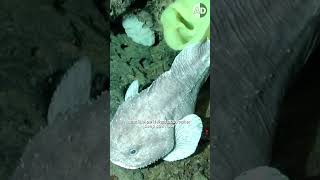 The Ugliest Fish Blobfish Adapted to Survive in the Deep Ocean [upl. by Terence]