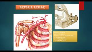 vascularizacion de miembro superior [upl. by Emmer628]