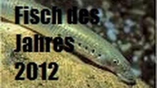 Das Neunauge Fisch des Jahres 2012 [upl. by Kacie]