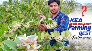 What About SeedLess Lemon FarmingampMarketing  Growing Method SeedLess Lemon Plant [upl. by Valsimot]