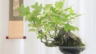 Parthenocissus Quinquefolia Bonsai Tree [upl. by Hujsak]