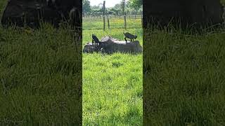 Young Nigerian Dwarf Goats Playing on a Tree Trunk [upl. by Ennirok]