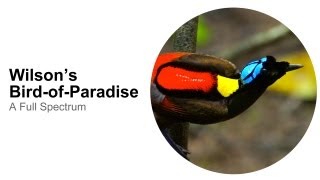 Wilsons BirdofParadise A Full Spectrum [upl. by Amora]