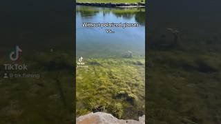 This is why you NEED polarized glasses fishing fishingvideo outdoors shorts [upl. by Lleumas44]