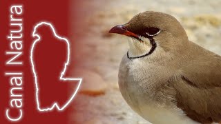 Canastera común Glareola pratincola Collared Pratincole 4K [upl. by Itnaihc]