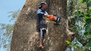 Biggest of the month  Difficult amp dangerous Giant tree felling ‼️ [upl. by Noiroc976]