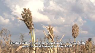 EL Niño in Lesotho when the planting gets tough [upl. by Sillert]