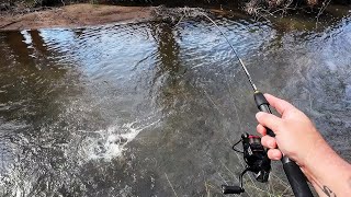 Exciting Trout Fishing With A Special Guest A Murray Cod [upl. by Aicyla510]