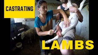 DAY 183 Castrating Lambs amp Reuniting A Lamb And Mum [upl. by Keram]