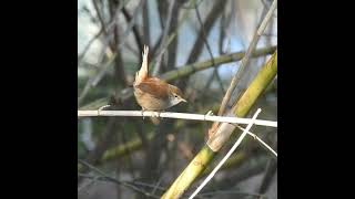 OCELLS CANTANT  Rossinyol bord  Ruiseñor bastardo  Cettis Warbler  Cettia cetti [upl. by Charters]