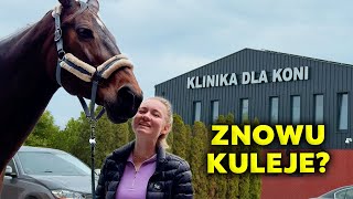 JAK WYGLĄDA BADANIE KONIA W KLINICE [upl. by Aelram78]