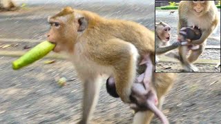 Omg Help Mom Jenny scre a small monkey bite pull beby Jessy from the hand while busy eat food [upl. by Nylyrehc]