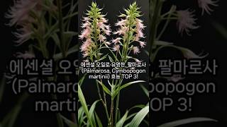 에센셜 오일로 유명한 팔마로사 Palmarosa Cymbopogon martinii 효능 TOP 3 [upl. by Morten]