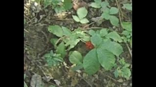 Ginseng hunting in West Virginia in fall of 2012 [upl. by Dame]