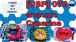 USP 076 Cynarina ซาลาเปา [upl. by Enimasaj]