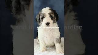 mini sheepadoodle [upl. by Ayikat]