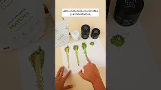 4 variedades de té matcha 🌿 en Matcha amp CO [upl. by Chrisse]