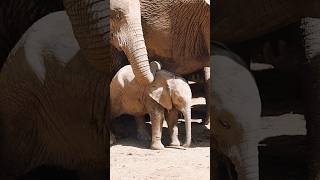 Wie ein Baby Elefant einschläft und Mama aufpasst 🥹 südafrika addoelephantnationalpark vlog [upl. by Aivato]