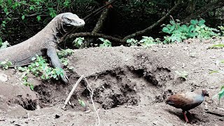 KOMODO DRAGON TAKE OVER MEGAPODE BIRD GROUND NEST TO LAY EGG [upl. by Bradney793]