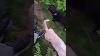 Dogs bouncing through the ferns Lola the Bedlington Whippet and the packdoglovernatureBedlington [upl. by Avi]